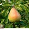 Pear 'Doyenné Du Comice' -Plants Sale PEAR T10617 A