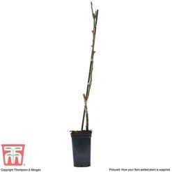 Pear 'Mini Conference' 7 Pear 'Mini Conference' -Plants Sale PEAR T42025 C