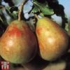 Pear 'Onward' -Plants Sale PEAR TKA1941 A