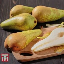 Pear 'Mini Conference' 6 Pear 'Mini Conference' -Plants Sale PEAR t42025 B