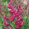 Penstemon 'Pensham Just Jayne' -Plants Sale PENS T64514 A h