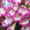 Penstemon 'Pensham Laura' -Plants Sale PENS T64516 A h