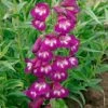 Penstemon 'Pensham Plum Jerkum' -Plants Sale PENS T64518 A h