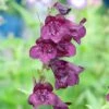 Penstemon 'Raven' -Plants Sale PENS T64526 A h