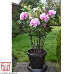Peony & Herbaceous Plant Frame 7 Peony & Herbaceous Plant Frame -Plants Sale PEON KA9263 D