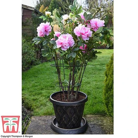 Peony & Herbaceous Plant Frame 5 Peony & Herbaceous Plant Frame - Image 3