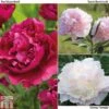 Peony Trio 1 Peony Trio -Plants Sale PEON T72035 A