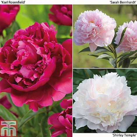 Peony Trio 3 Peony Trio