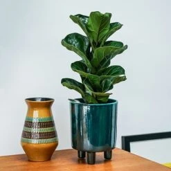 Pisa Emerald Planter H19Cm D16Cm -Plants Sale PEP19 1