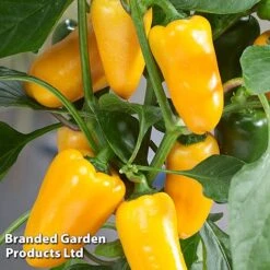 Vegetable Windowsill Collection -Plants Sale PEPP PILLARSYE S45677