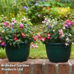 Fuchsia Trailing Pre-Planted Basket 8 Fuchsia Trailing Pre-Planted Basket -Plants Sale PERE WKC8709FFP A1