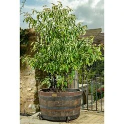 Antique Bronze Coloured Horse Potty Feet - Plant Pot Feet 13 Antique Bronze Coloured Horse Potty Feet - Plant Pot Feet -Plants Sale PF0037 3 new