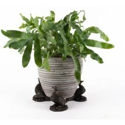 Antique Bronze Coloured Aylesbury Duck Potty Feet - Plant Pot Feet -Plants Sale PF0077 3 new