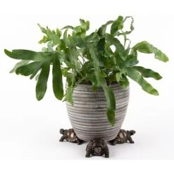 Antique Bronze Coloured Tortoise Potty Feet - Plant Pot Feet 13 Antique Bronze Coloured Tortoise Potty Feet - Plant Pot Feet -Plants Sale PF0084 4 new