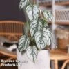 Philodendron Brandtianum 'Brandi'