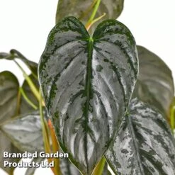 Philodendron Brandtianum 'Brandi' 7 Philodendron Brandtianum 'Brandi' -Plants Sale PHIL BRANDI W50472
