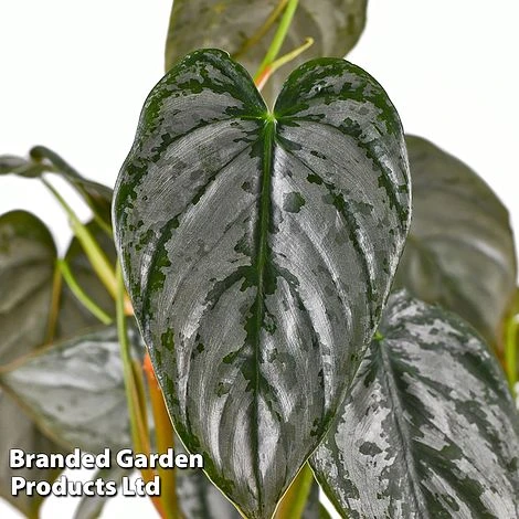 Philodendron Brandtianum 'Brandi' 5 Philodendron Brandtianum 'Brandi' - Image 3
