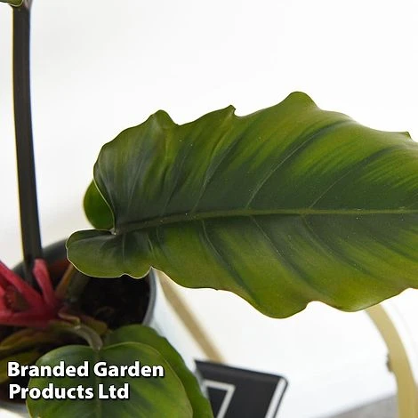 Philodendron 'Caramel' 4 Philodendron 'Caramel' - Image 2