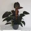 Philodendron 'New Red' -Plants Sale PHIL NEWRE10CM S50447