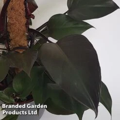 Philodendron 'New Red' -Plants Sale PHIL NEWRED S50448