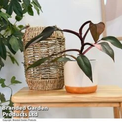 Philodendron Erubescens 'Pink Princess' 7 Philodendron Erubescens 'Pink Princess' -Plants Sale PHIL PINKPRINC T47207