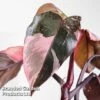 Philodendron Erubescens 'Pink Princess' -Plants Sale PHIL PINKPRINC W46830