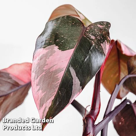 Philodendron Erubescens 'Pink Princess' 3 Philodendron Erubescens 'Pink Princess'