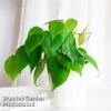 Philodendron Scandens 2 Philodendron Scandens -Plants Sale PHIL SCANDENS KF1291 A