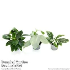Philodendron Starter Mix -Plants Sale PHIL STARTE6CM T47692