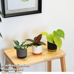 Philodendron Starter Mix -Plants Sale PHIL STARTERMX T47695