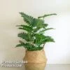 Philodendron 'Xanadu' -Plants Sale PHIL XANADU W48809