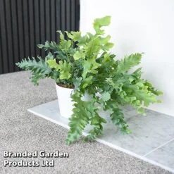 Phlebodium Aureum 'Davana' -Plants Sale PHLE DAVANA T42916