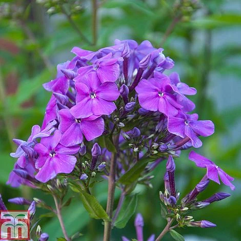 Phlox Paniculata 'Blue Boy' 3 Phlox Paniculata 'Blue Boy'