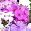 Phlox Paniculata Mixed -Plants Sale PHLO T82174 A