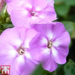 Phlox Paniculata Mixed -Plants Sale PHLO T82174 C