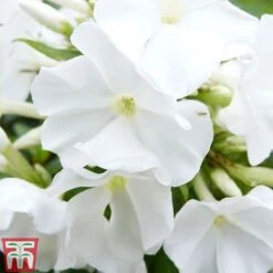 Phlox Paniculata Mixed -Plants Sale PHLO T82174 D