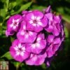 Phlox Paniculata 'Purple Eye Flame' -Plants Sale PHLO T82178 A