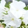 Phlox Paniculata 'White Flame' -Plants Sale PHLO T82182 A
