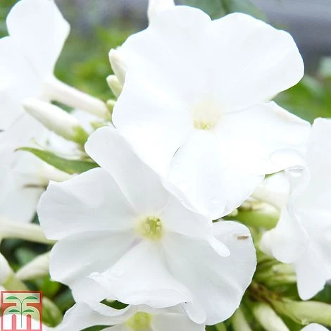 Phlox Paniculata 'White Flame' 3 Phlox Paniculata 'White Flame'