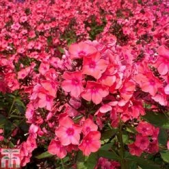 Phlox Paniculata 'Windsor'