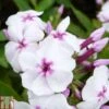 Phlox Paniculata 'White Eye Flame' 2 Phlox Paniculata 'White Eye Flame' -Plants Sale PHLO T82186 A