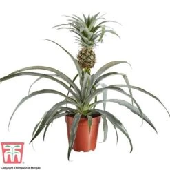 Pineapple Plant 10 Pineapple Plant -Plants Sale PINE KB1973 AA