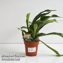 Platycerium Bifurcatum 15 Platycerium Bifurcatum -Plants Sale PLAT BIFURCATU A