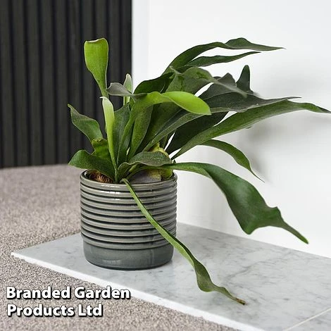 Platycerium Bifurcatum 3 Platycerium Bifurcatum