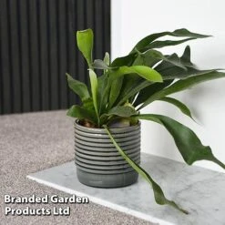 Platycerium Bifurcatum 13 Platycerium Bifurcatum -Plants Sale PLAT BIFURCATU C