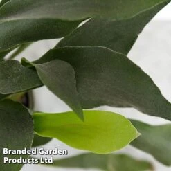 Platycerium Bifurcatum 11 Platycerium Bifurcatum -Plants Sale PLAT BIFURCATU D