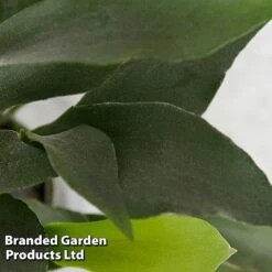 Platycerium Bifurcatum 12 Platycerium Bifurcatum -Plants Sale PLAT BIFURCATU E