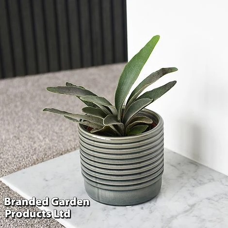 Platycerium Veitchii 'Braam' 3 Platycerium Veitchii 'Braam'