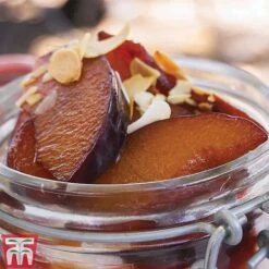 Plum 'Opal' 12 Plum 'Opal' -Plants Sale PLUM CWW3369 F