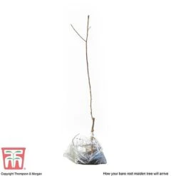 Plum 'Opal' 13 Plum 'Opal' -Plants Sale PLUM CWW3369 S